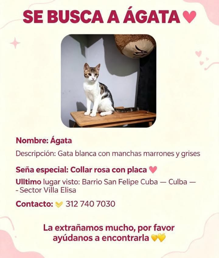 Se busca a Ágata, gata blanca con manchas marrones y grises 