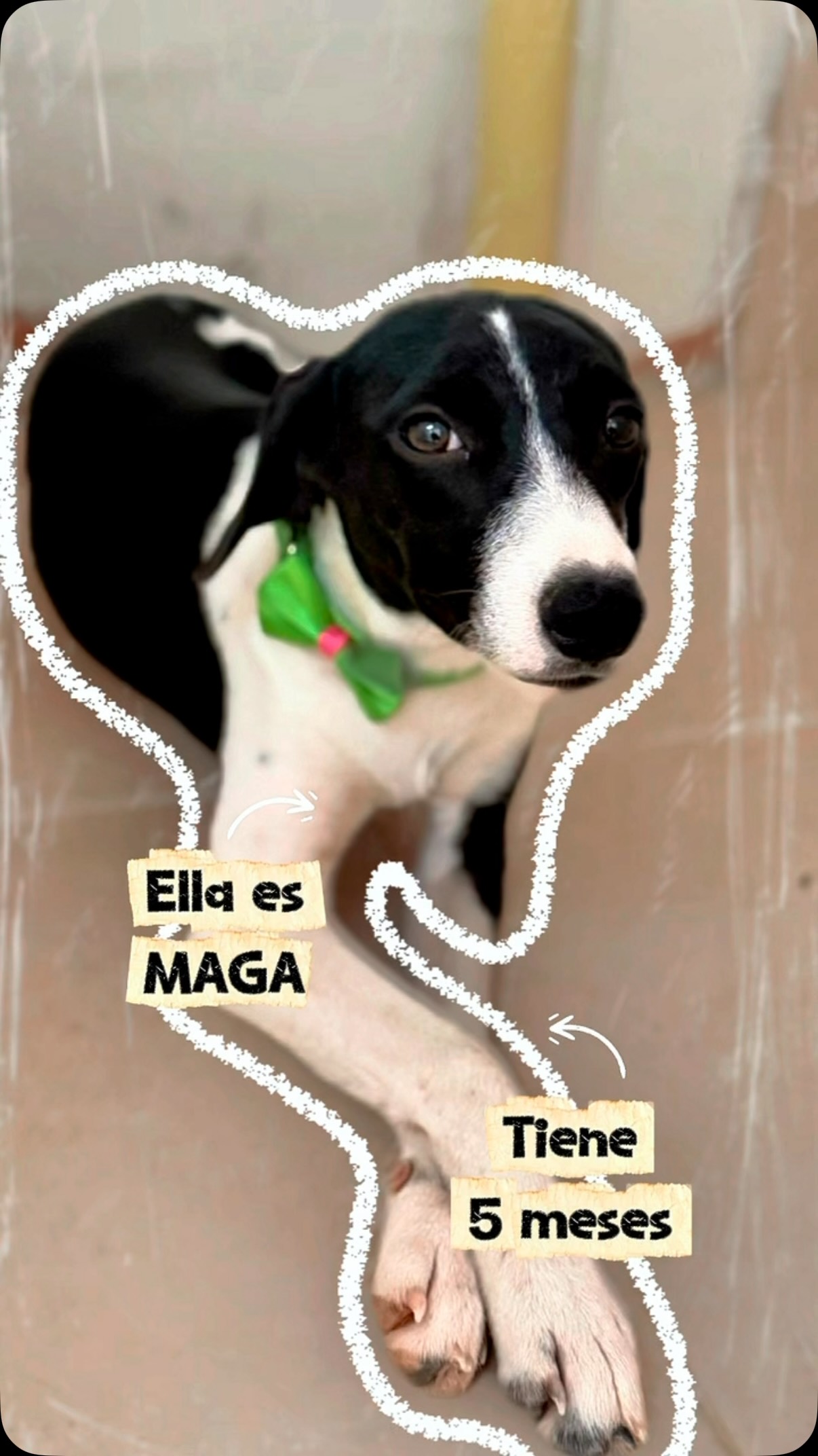 Perritas para adoptar en Cartago, Valle 