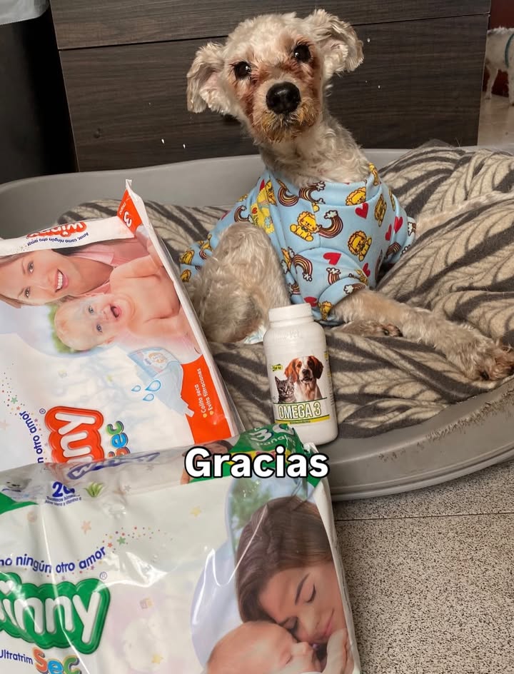 Adopta un peludito y cambia su vida 