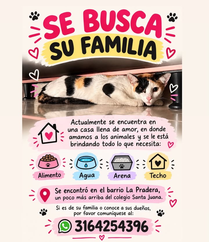 Gato perdido en Pereira, Risaralda 