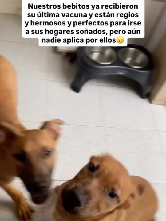 Buscamos Hogar de Paso Urgente para Perritos en Bogotá 