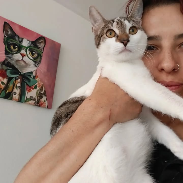 Adopción de gatitos Pomelo y Hortensia en Bogotá 