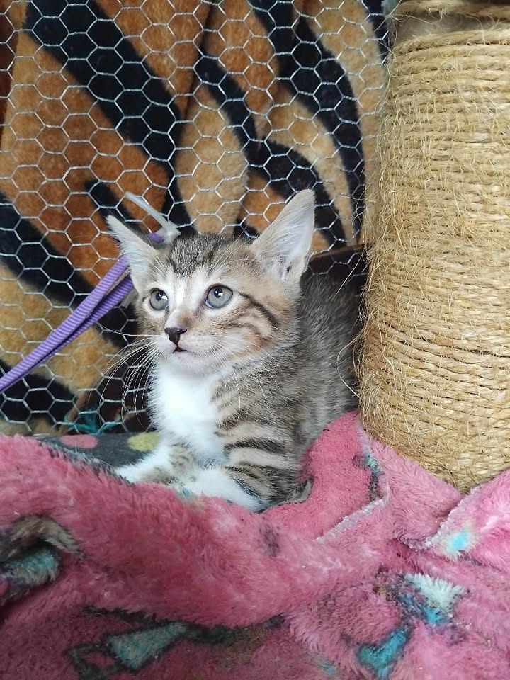Adopción de gatitos rescatados en Pereira 