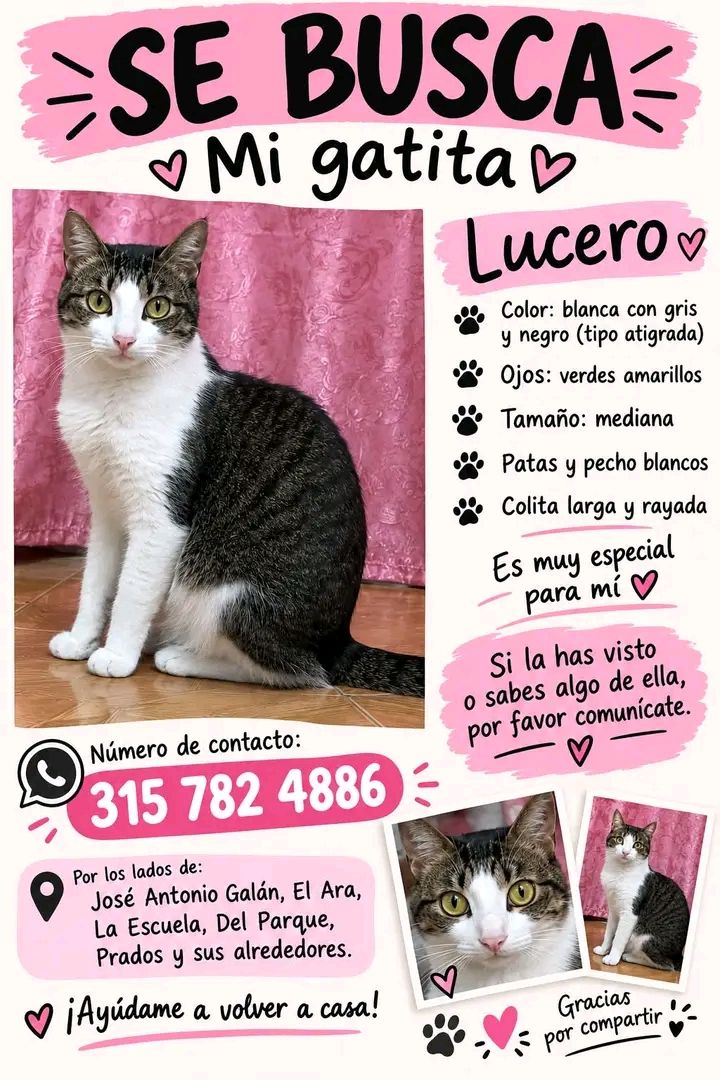 Gatita perdida en Tuluá, Valle 