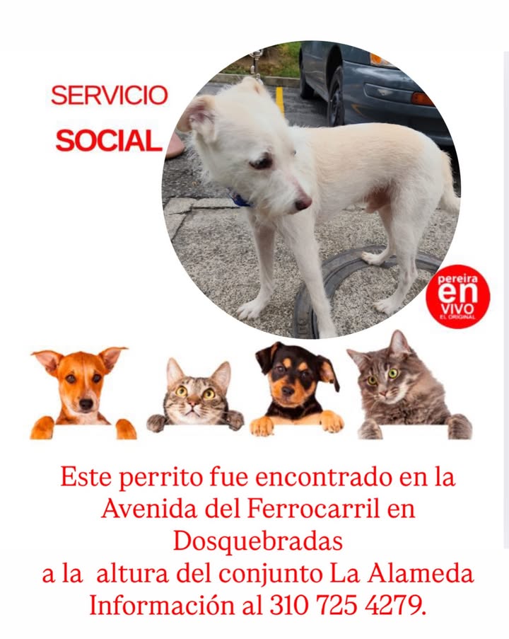 Perro encontrado en Dosquebradas, Risaralda 