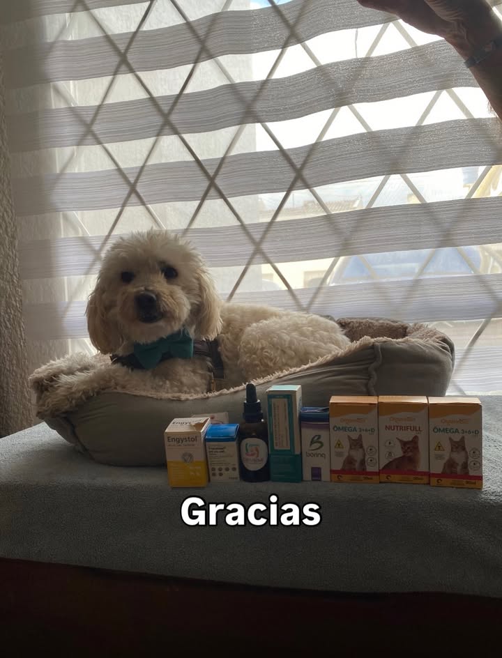 Adopta un peludito y cambia su vida 
