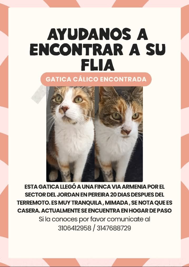 Gatica Calico Encontrada en Pereira 