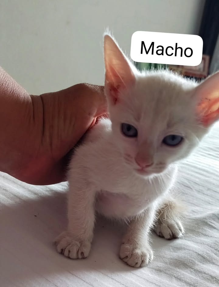 Adopta gatitos en Pereira, Risaralda 