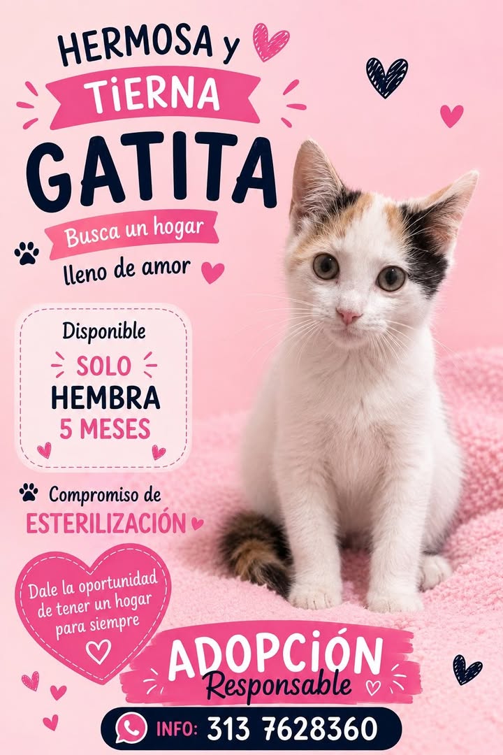 Gatita Tierno Busca Hogar En Tuluá 