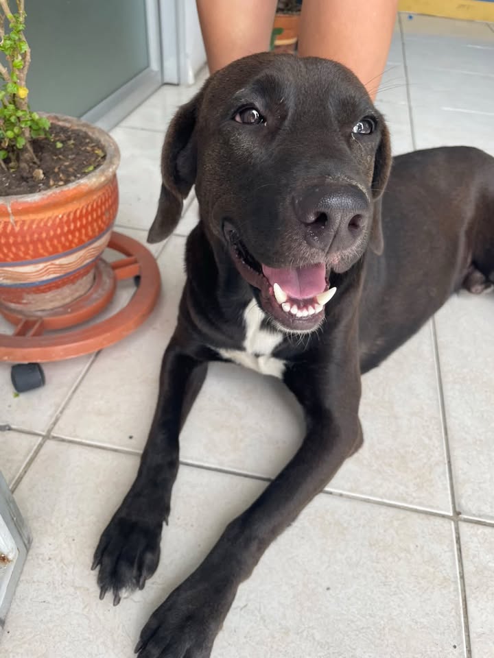 Perro en adopción en Pereira 