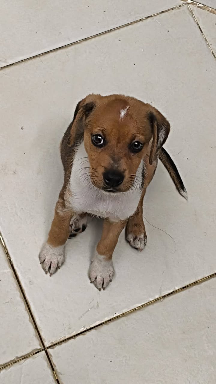 Mascota encontrada en Acacías, Meta 