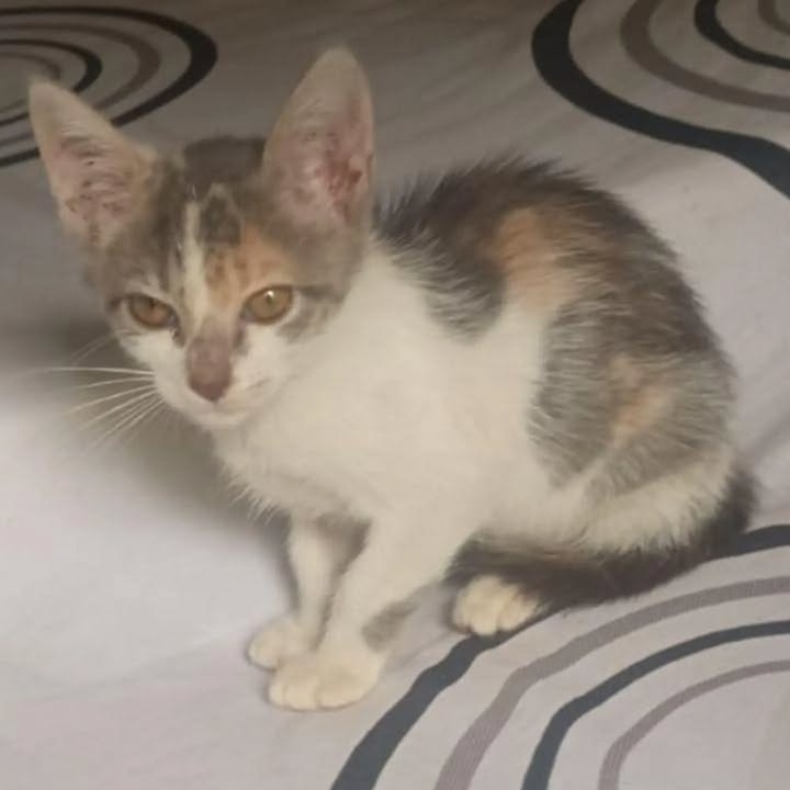 Adopción de cachorro de gato en Pereira 