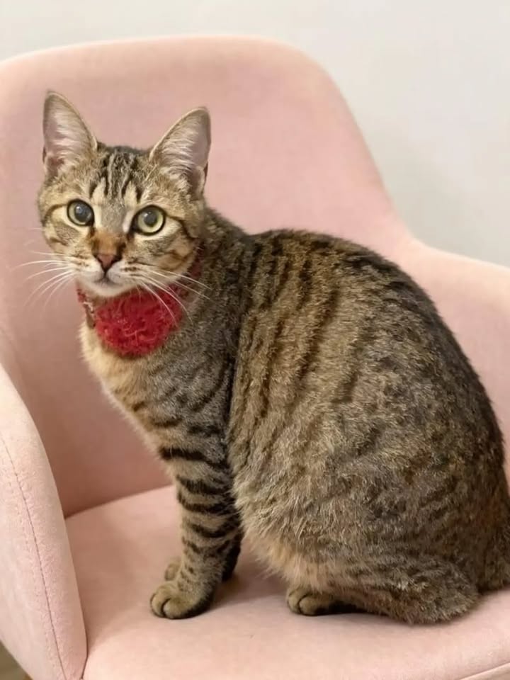 Gata esterilizada en adopción en Pereira 