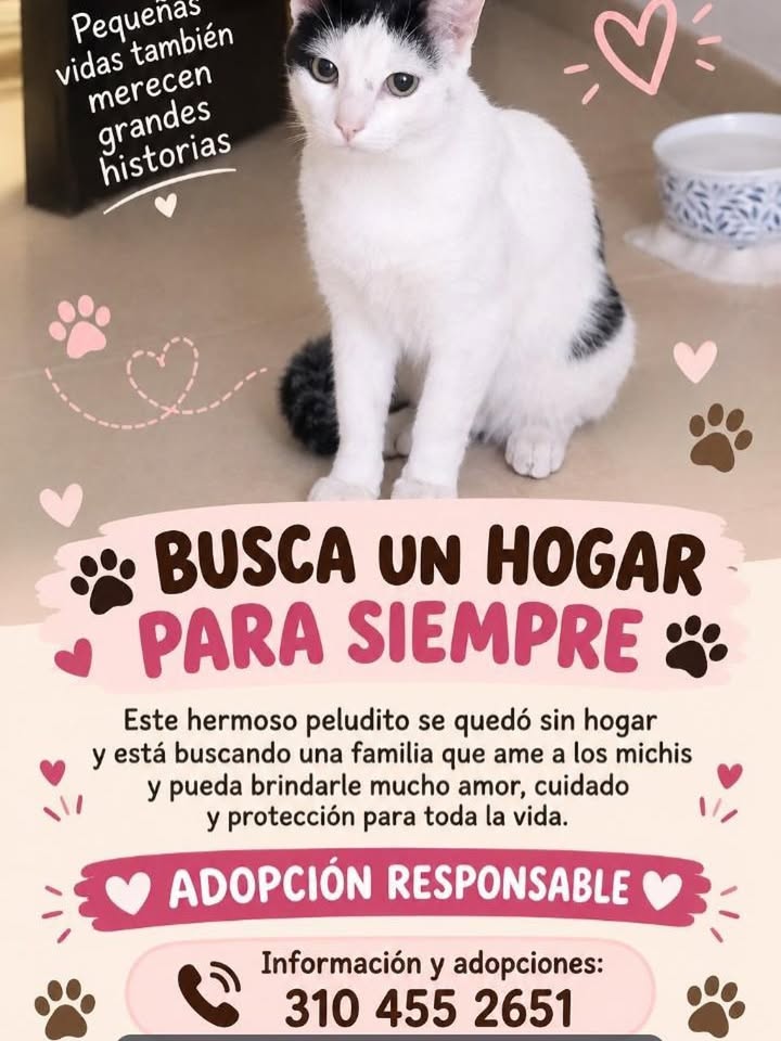 Gato busca hogar en Pereira 