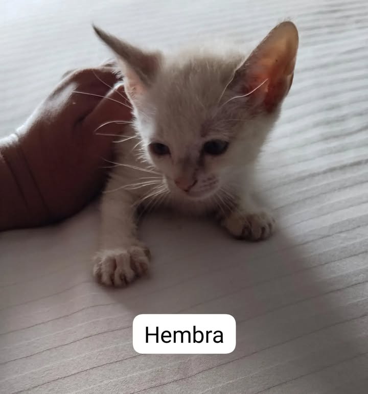 Adopta gatitos en Pereira, Risaralda 