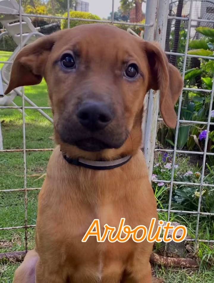 Buscamos Hogar de Paso Urgente para Perritos en Bogotá 