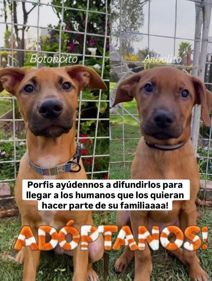 Buscamos Hogar de Paso Urgente para Perritos en Bogotá 
