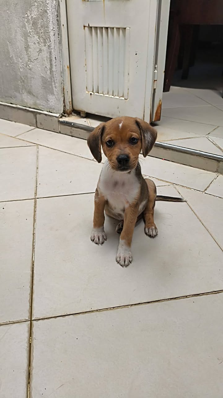 Mascota encontrada en Acacías, Meta 