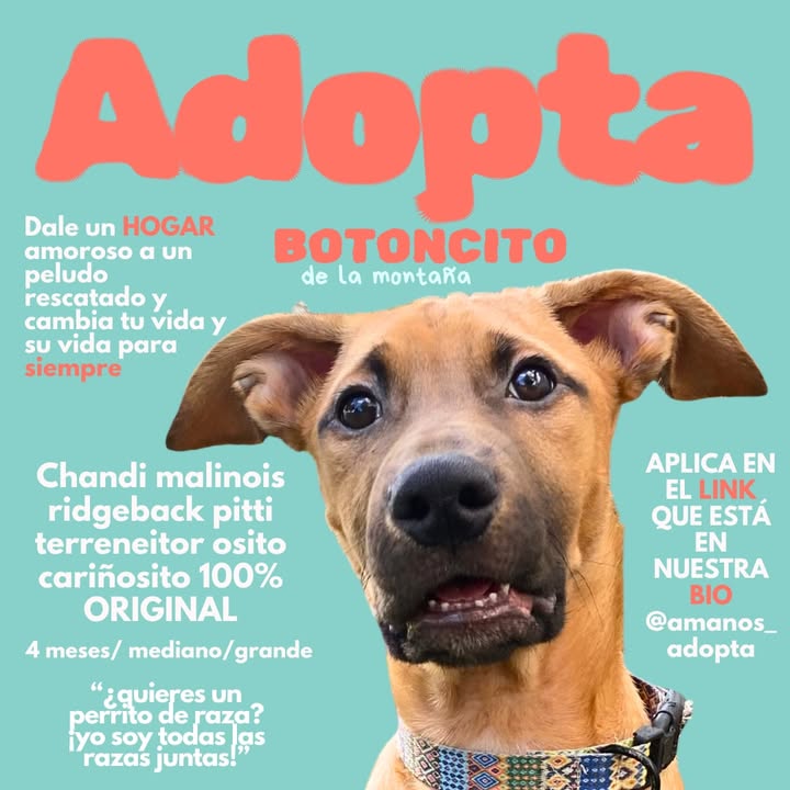Adopta cachorros mestizos - Busca hogar 