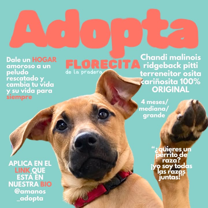Adopta cachorros mestizos - Busca hogar 