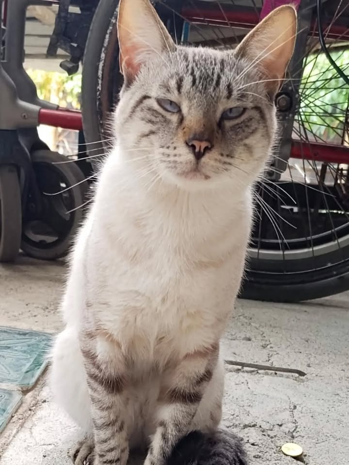 Gato en Adopción en Pereira 