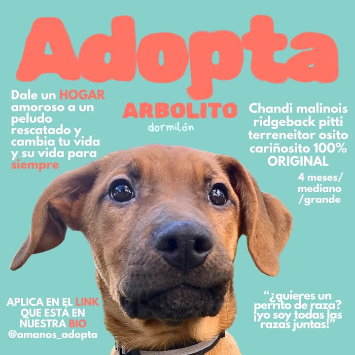 Adopta cachorros mestizos - Busca hogar 