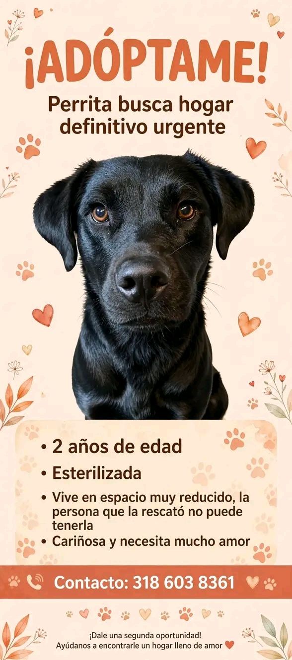 Adopta Perrita Labrador Negra en Tuluá - 2 años 