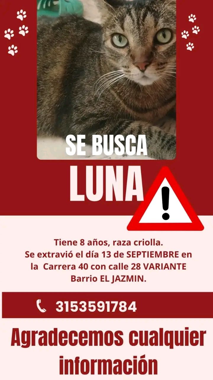 Gato perdido en Tuluá 