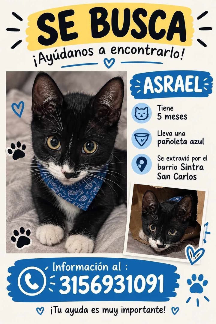 Gato Asrael perdido en Tuluá, Valle 