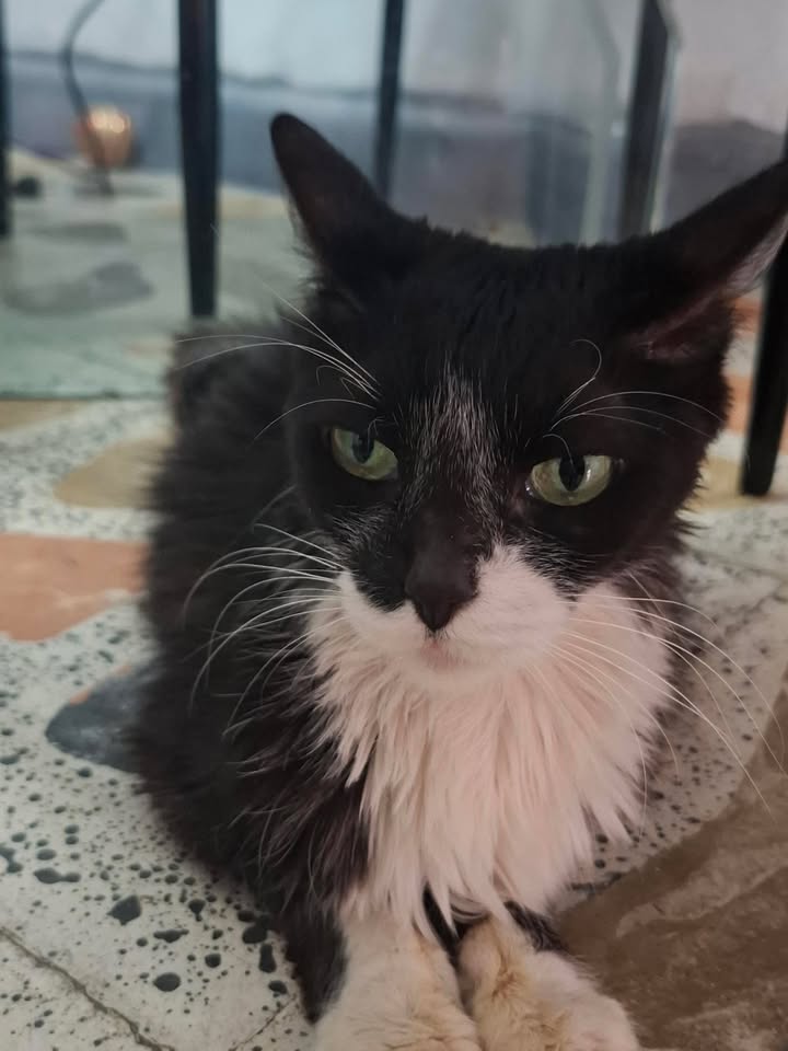 Gatito asustado y desnutrido busca hogar en Pereira 