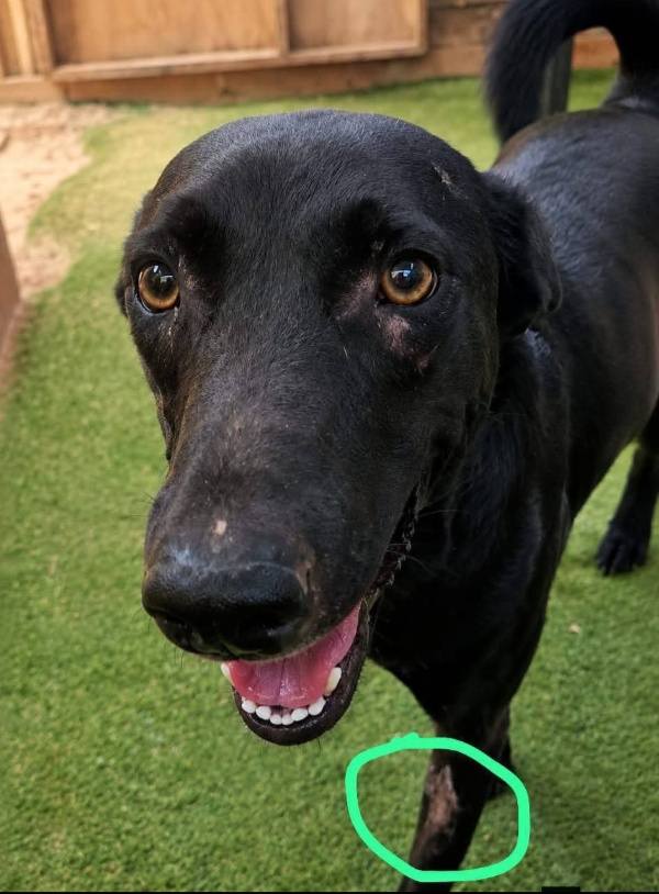 Dakota, perro perdido en Piura y Tumbes, se busca 