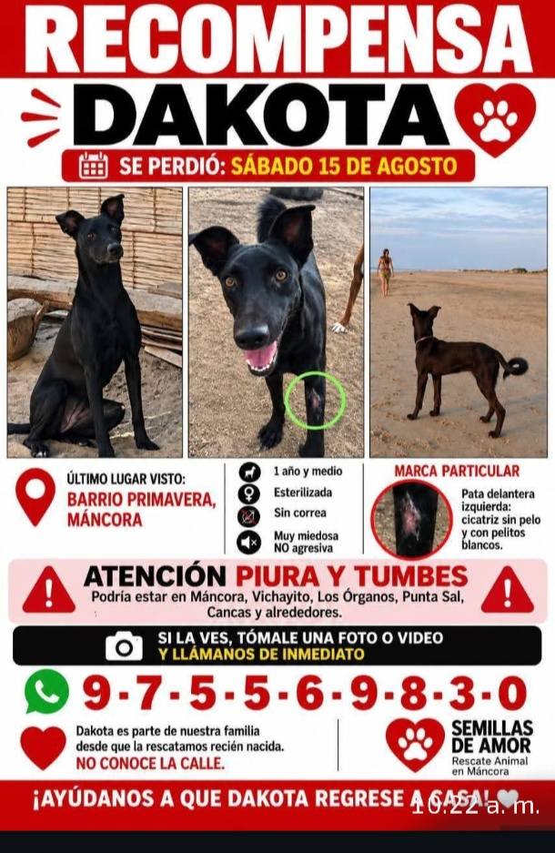 Dakota, perro perdido en Piura y Tumbes, se busca 