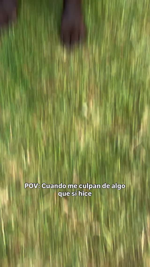 Adopción de perros y gatos adorables en Bogotá 