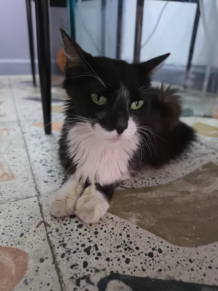 Gatito asustado y desnutrido busca hogar en Pereira 