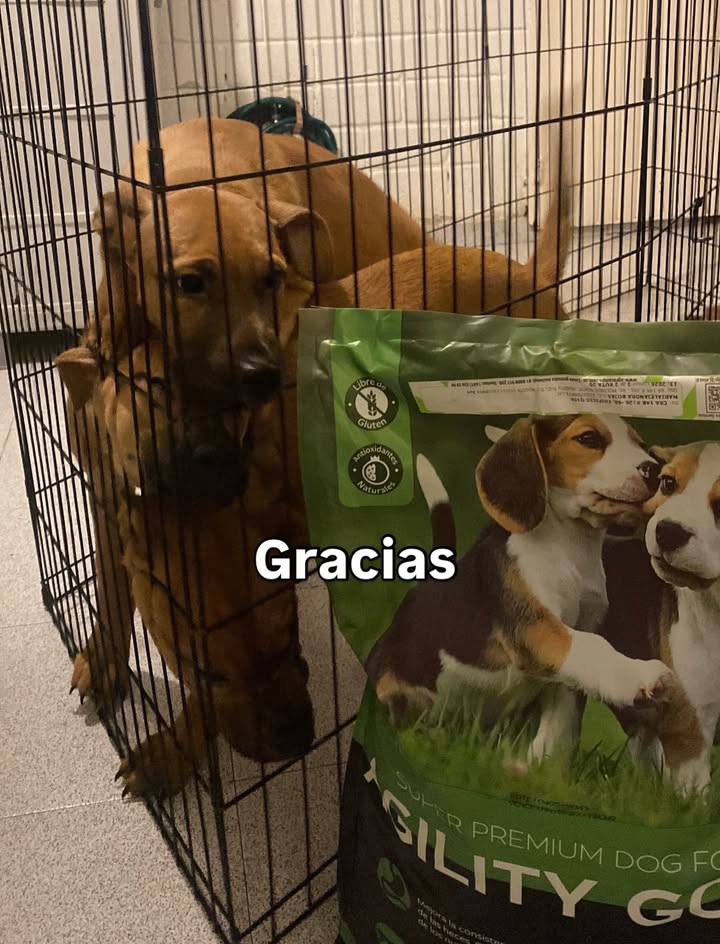 Adopta un peludito y cambia su vida 