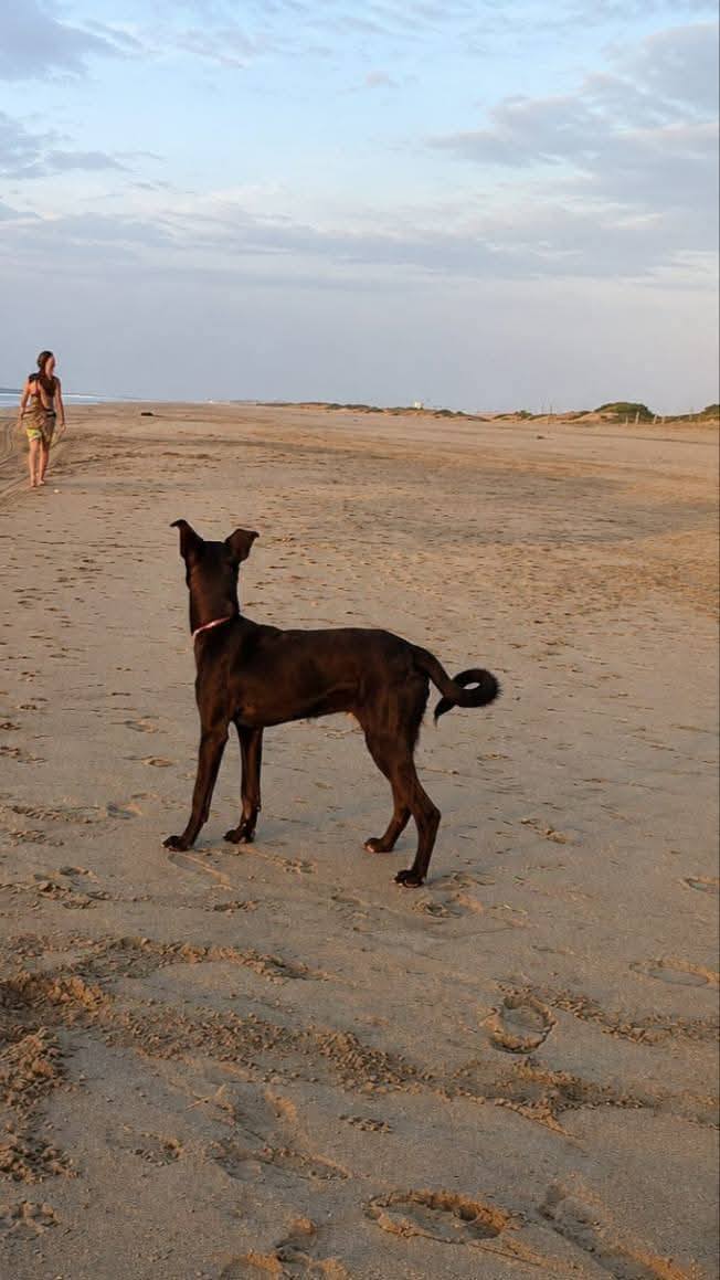 Dakota, perro perdido en Piura y Tumbes, se busca 