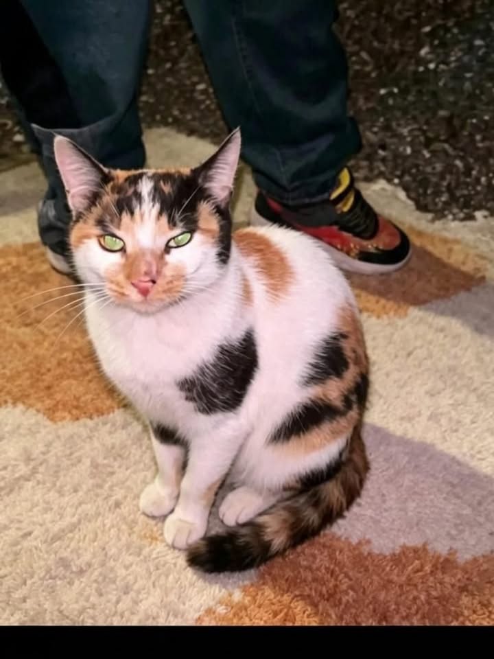 Gatita esterilizada de un año busca hogar en Pereira 