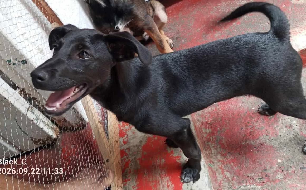 Perro negro en adopción responsable 