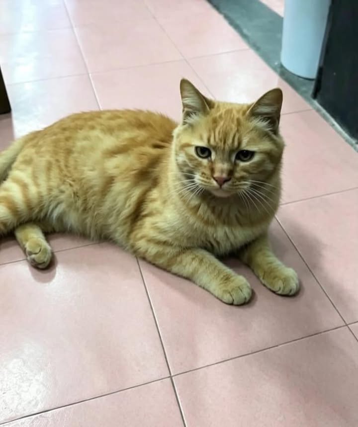 Gato naranja busca hogar en Pereira por terremoto 