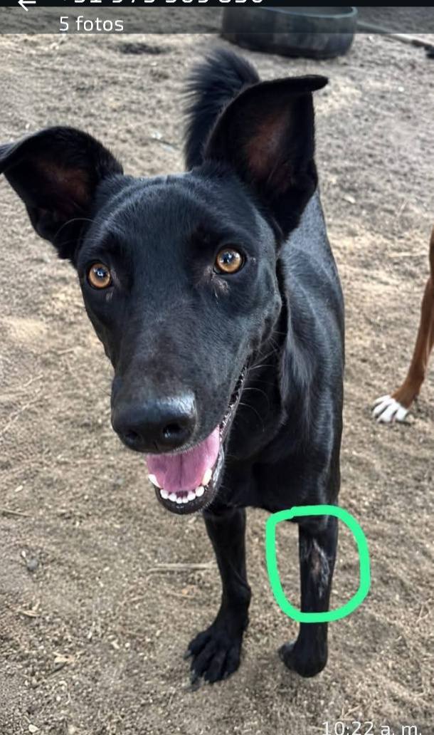 Dakota, perro perdido en Piura y Tumbes, se busca 