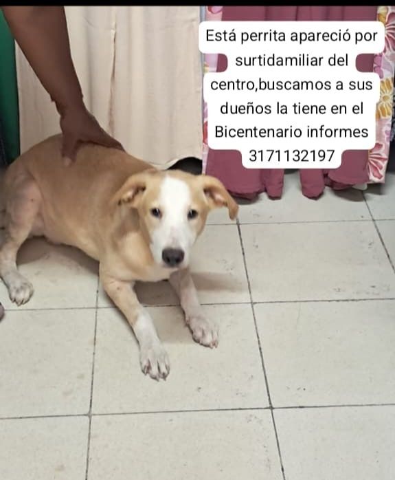 Perra encontrada en Tuluá, Valle 