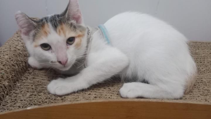 Gatita en adopción busca hogar en Pereira 