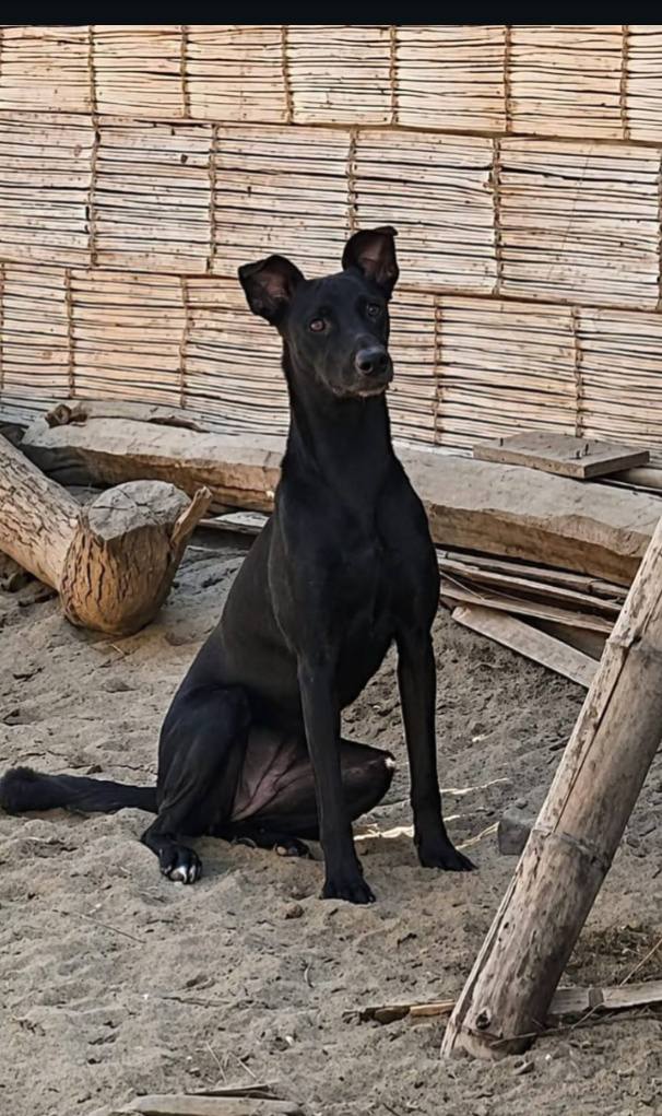 Dakota, perro perdido en Piura y Tumbes, se busca 