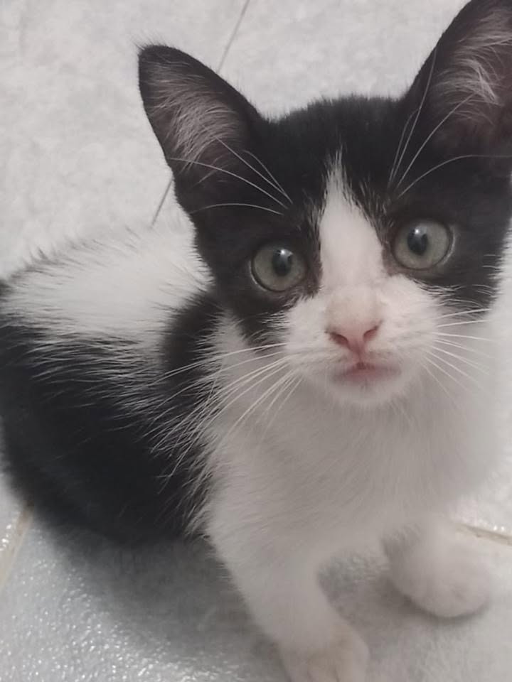 Gatita en adopción en Pereira, Risaralda 