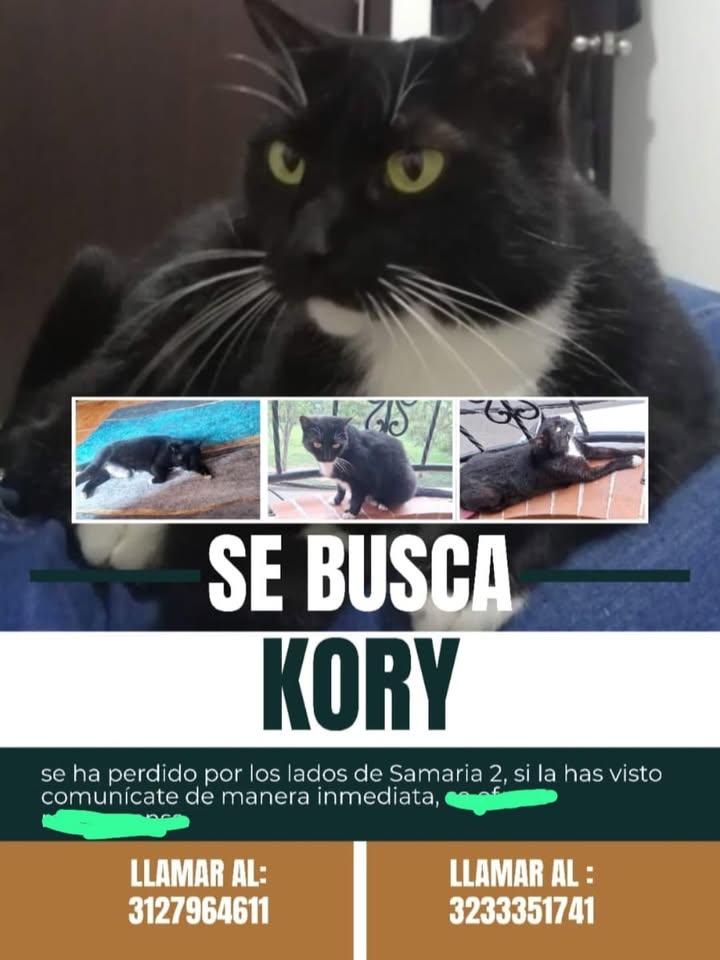 Se busca Kory en Pereira, Risaralda 