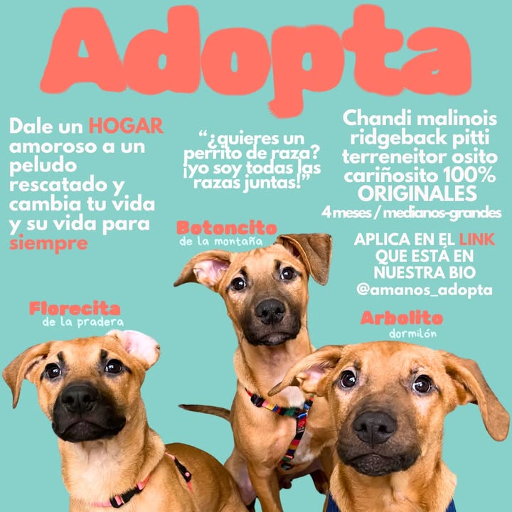Adopta cachorros mestizos - Busca hogar 