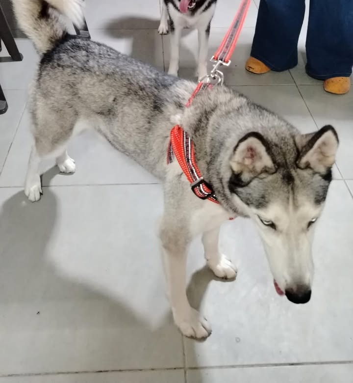 Husky Siberiano en adopción en Pereira 