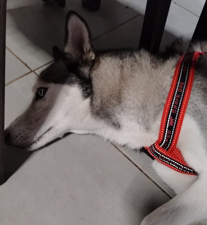 Husky Siberiano en adopción en Pereira 