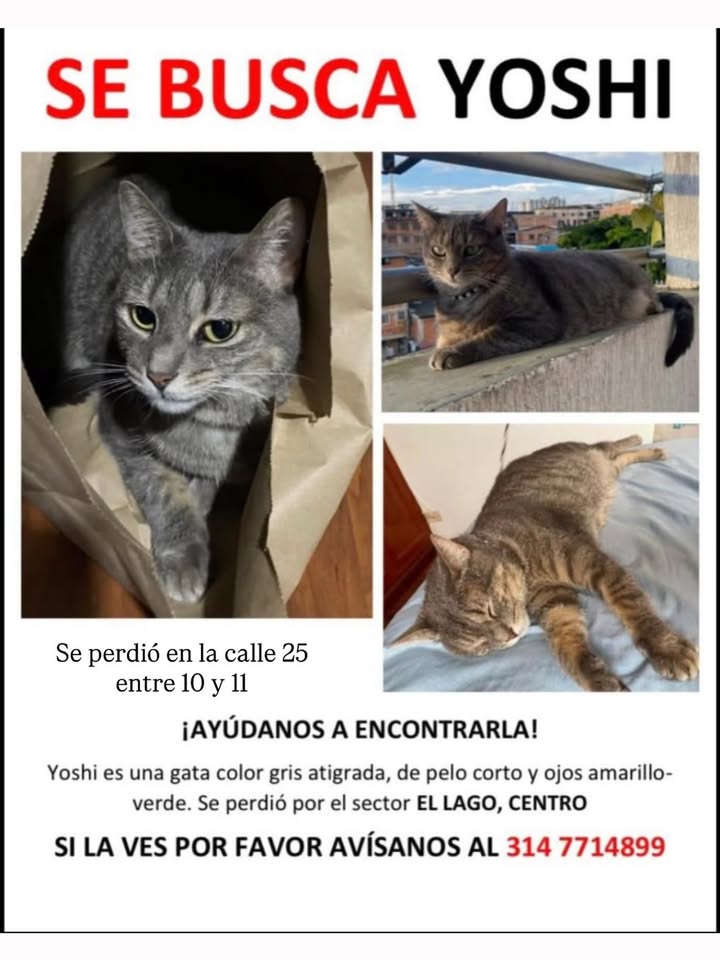 Gato Gris Perdido - Yoshi 