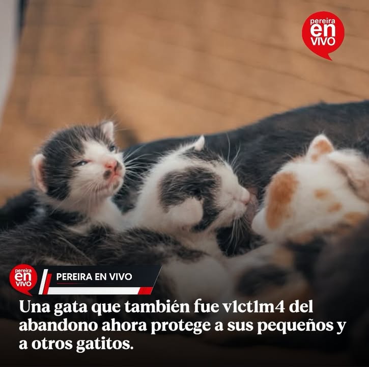 Gata adopta y amamanta gatitos abandonados en Puerto Colombia 
